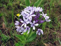 Image result for Pentanisia prunelloides