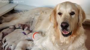 Watch these new born golden retriever puppies grow up; Whelping Supplies Checklist Raven With Her Litter Of Golden Puppies Whelping Puppies Dog Having Puppies Your Dog