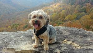 At puppyfind, a popular online pet ads directory, you can find almost 500 listings at the time of this writing from people selling a dog of this breed. Yorkipoo Complete Guide Info Pictures Care More Pet Keen