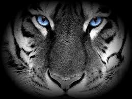 White tiger wallpaper for laptop. White Tiger Blue Eyes Tiger Images Tiger Pictures Tiger Wallpaper