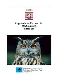 The uhu offers international students the possibility of participating in an international campus the uhu is open to the world and committed to internationalization as a result of more than 800. Artgutachten Fur Den Uhu Bubo Bubo In Hessen Staatliche