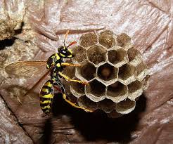 Yellowjackets Placer Mosquito And Vector Control District Yellow Jacket Yellow Jacket Sting Image House