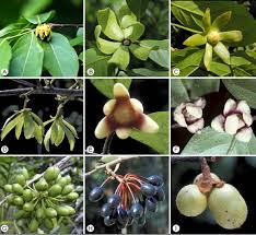 Image result for Huberantha