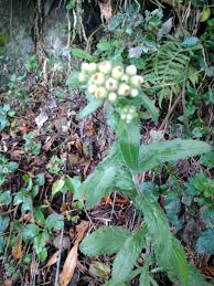 Image result for Eschenbachia stricta