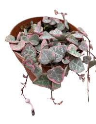 Image result for Ceropegia pygmaea