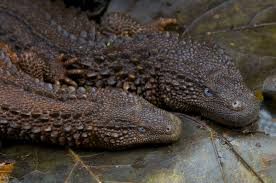 Komodo sendiri adalah salah satu biawak terbesar dan paling mematikan di dunia karena racunnya yang sangat kuat, yang juga dimiliki oleh berbeda dengan biawak yang cenderung nggak berbahaya dan hanya memakan serangga dan tikus, komodo adalah reptil berbisa yang mematikan yang mampu. Kenalkan 10 Kadal Paling Tak Biasa Di Dunia 3 Jenis Ada Di Indonesia