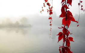 Simple Beautiful Zen Nature Images Nature Wallpaper Red Wallpaper