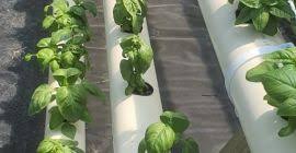 You may also find other basil seeds for sale related selling and buying leads on 21food.com. Basil Price Per 1 Kg Basil For Sale Buy Basil