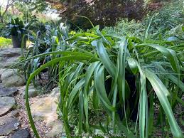 Image result for Albuca kirkii