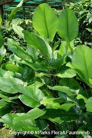 Thaumatococcus Daniellii Google Search Tropical Plants Plant Leaves Backyard Garden