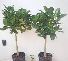 Résultat de recherche d'images pour "braided fig tree"