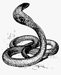 Blind snakes belong to the families anomalepidae, leptotyphlopidae, and typhlopidae in superfamily typhlopoidea. Snake Drawing Png Transparent Png Kindpng