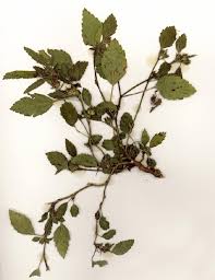 Image result for Malvastrum coromandelianum