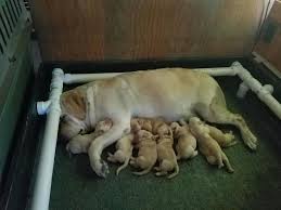Check spelling or type a new query. Luxton S Labs Home Facebook