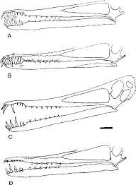 Cearadactylus atrox, a large pterodactyloid pterosaur represented by an incomplete skull and lower jaw from the lower. Pdf On The Systematic Relationships Of Cearadactylus Atrox An Enigmatic Early Cretaceous Pterosaur From The Santana Formation Of Brazil Semantic Scholar