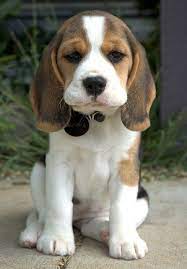 Crate training the beagle puppies would help in lessening their pangs of separation anxiety. Bonnie The Beagle Cute Dogs Breeds Cute Animals Puppies