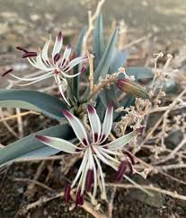 Image result for Ornithoglossum