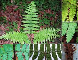 Image result for Dryopteridaceae