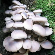 Image result for Pleurostylia capensis