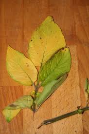 The potato is a root vegetable native to the americas, a starchy tuber of the plant solanum tuberosum, and the plant itself is a perennial in the nightshade family, solanaceae. Potato Leaves Turning Yellow 335618 Ask Extension