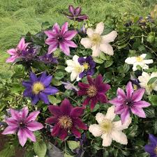 Check spelling or type a new query. Clematis River Dance Mix Clematis Schling Kletterpflanzen Bluh Ziergeholze Ahrens Sieberz Pflanzenversand Gartenbedarf