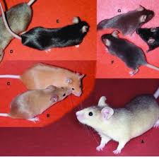 Colours range from creamy white to silver and caramel brown. Pdf The Color Loci Of Mice A Genetic Century