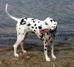 Get To Know Dalmatian Rescue Of West Los Angeles Dalmatian Rescue Dalmatian West Los Angeles