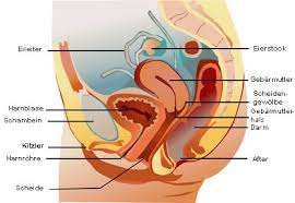 Der uterus (gebärmutter) liegt intraperitoneal im kleinen becken und zählt zum inneren weiblichen genitale. Anatomie Der Frau Gesundheitsportal