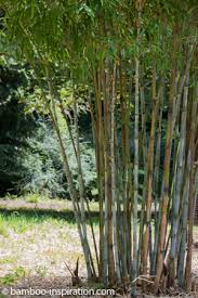 Again, once your bamboo cutting is complete, you can remove the tape. Plant Bamboo Guide To Planting And Care Of Bamboo