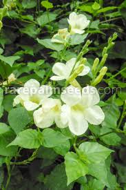 Image result for Asystasia malawiana