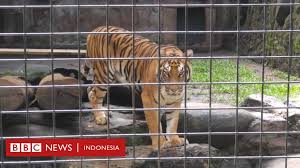 Itu kenapa kandang macan tidak kau kunci hah? tanya sang juragan. Virus Corona Harimau Dipuasakan Karena Kebun Binatang Kesulitan Memberi Makan Satwa Di Masa Wabah Bbc News Indonesia