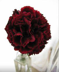 Carnation Flower In 2020 Carnation Flower Flowers For Sale Wholesale Flowers