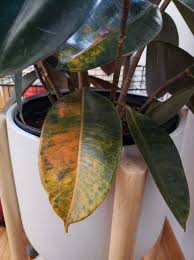 Large white areas on the leaves may be caused by excess light (sunburn). Rubber Plant Leaves Turning Brown Causes And Treatment Garden For Indoor