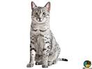 Egyptian Maus for Sale | Cats on Oodle Classifieds