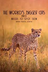 The World S Biggest Cats And Where To Spot Them In 2020 Big Cats Cats Cat Family