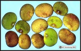 Image result for Spirodela