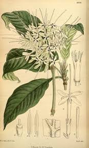 Image result for Pavetta mocambicensis