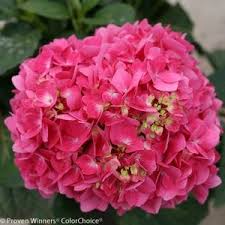 This variety, unlike others which wash out, is a jewel toned, lustrous violet or magenta hue all season long, depending on the soil it's planted in. Let S Dance Rave Hydrangea Buy Online Best Prices