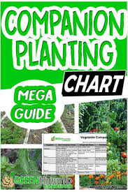 Companion Planting Chart Epic Guide To Interplanting