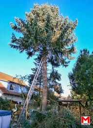 Baumfallung Wurzelentfernung In 2020 Garten Landschaftsbau Grunschnitt Gartenpflege
