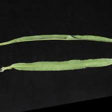 Image result for Senecio strictifolius