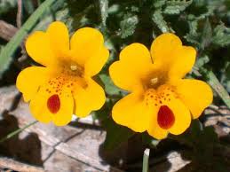 Image result for Phrymaceae