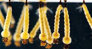 Aedes aegypti live around the world in. Efforts To Control Mosquitoes Take On New Urgency Science News