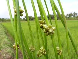 Image result for Schoenoplectiella articulata