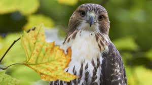 July 19 2012 L Red Tailed Hawk Wild Birds Cooper S Hawk
