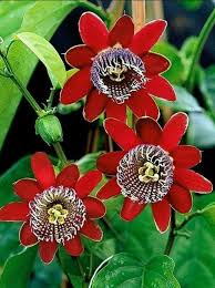 Rare unique beautiful flowers images. 70 Flowers With Meaning Flowersandflowerthings Unusual Flowers Strange Flowers Passion Flower
