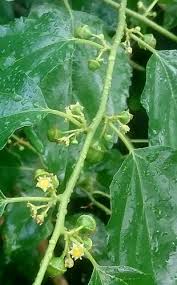 Image result for Colubrina asiatica