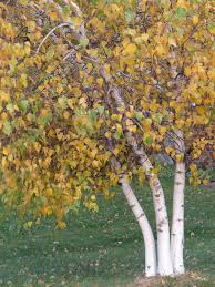 Birch Trees In Fall Photos Pin By Brever Foreverrr On Birch Trees River Birch Fall Colors Nature