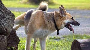 A Tu Perro Le Sale Pus En Su Pene Estas Son Las Causas