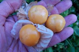 Image result for Physalis peruviana